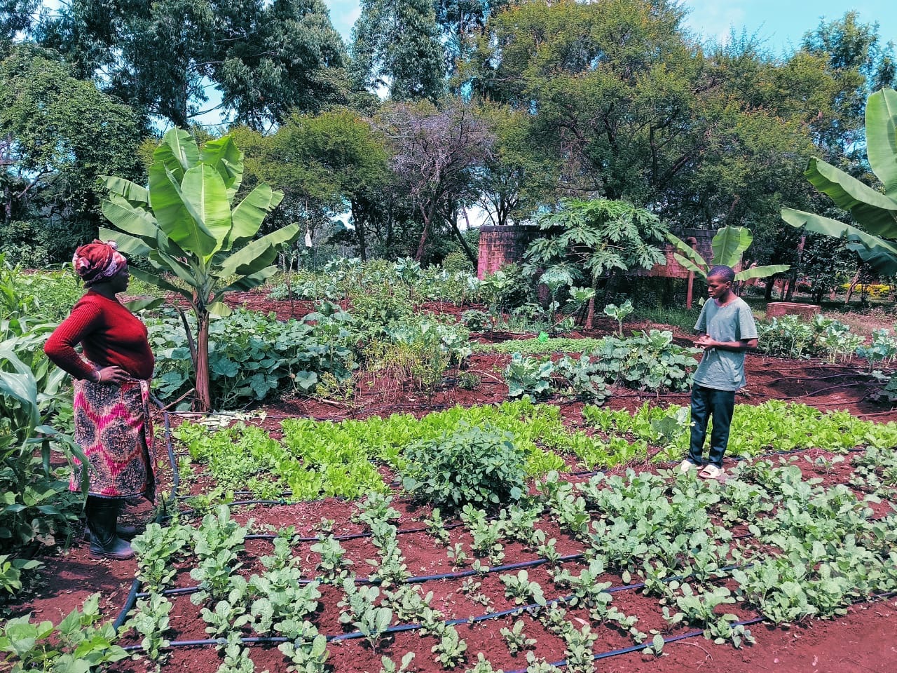 Garden progress